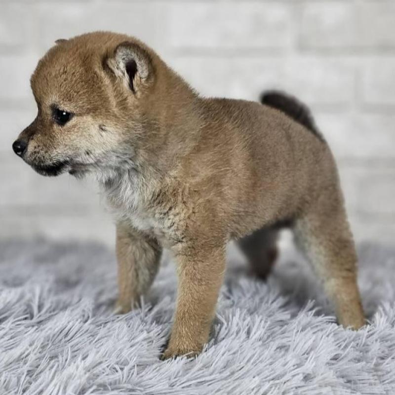 販売中の和歌山県の豆柴-451256の3枚目