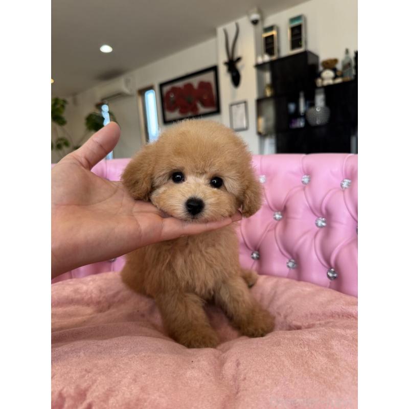 販売中の茨城県のタイニープードル-451257の9枚目