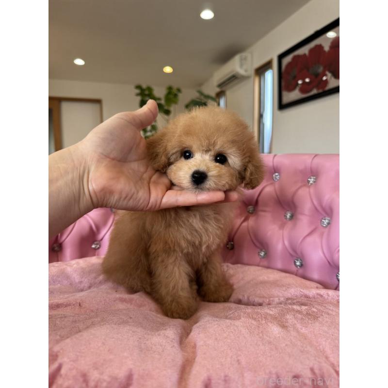 販売中の茨城県のタイニープードル-451257の8枚目