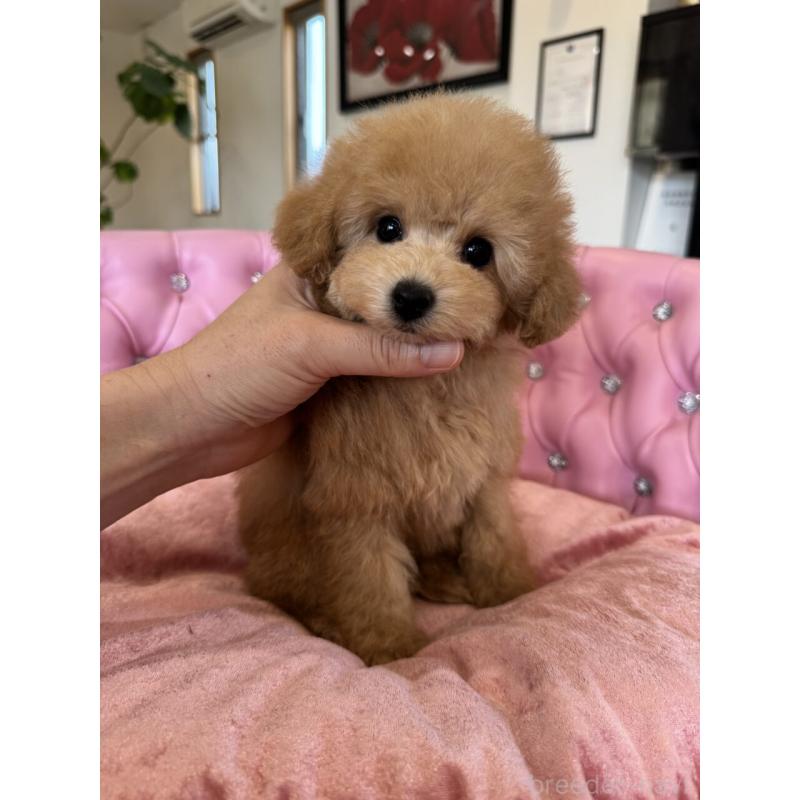 販売中の茨城県のタイニープードル-451257の7枚目
