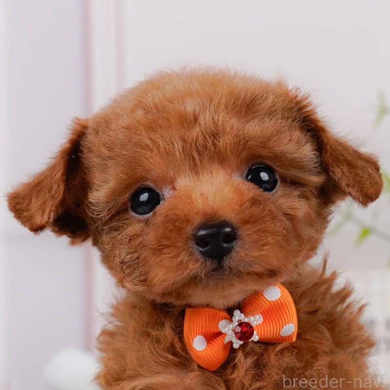 販売中の神奈川県のタイニープードル-451260