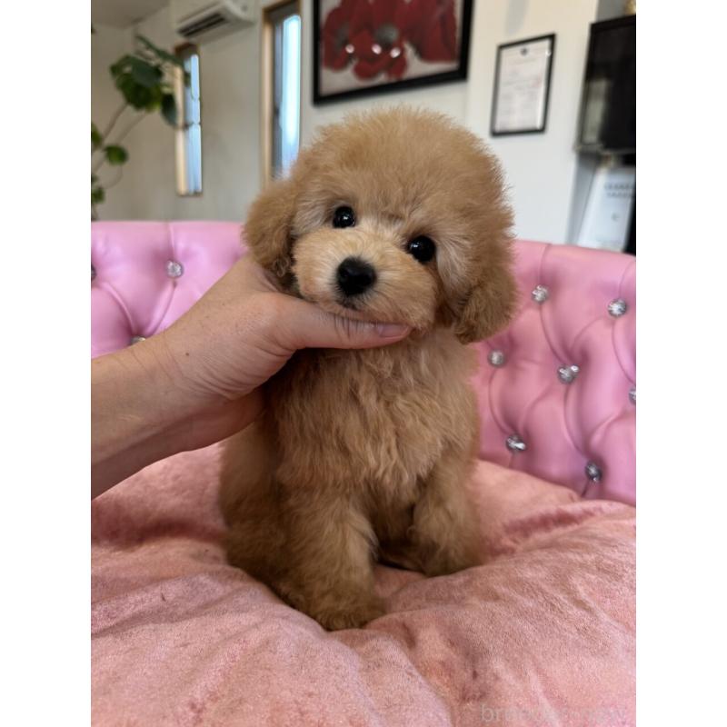 販売中の茨城県のタイニープードル-451257の6枚目