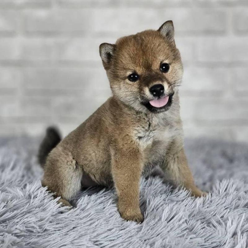 販売中の和歌山県の豆柴-451256の2枚目