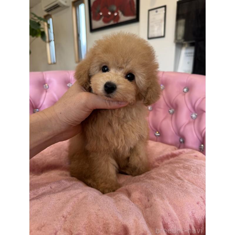 販売中の茨城県のタイニープードル-451257の5枚目