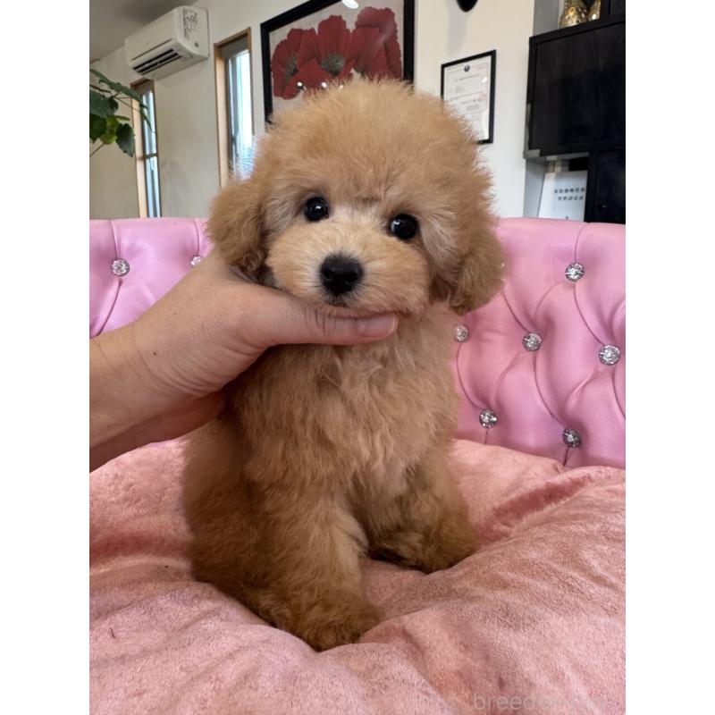 販売中の茨城県のタイニープードル-451257の4枚目