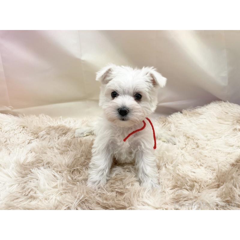 販売中の愛知県のマルシュナ:マルチーズ×ミニチュアシュナウザー-451258