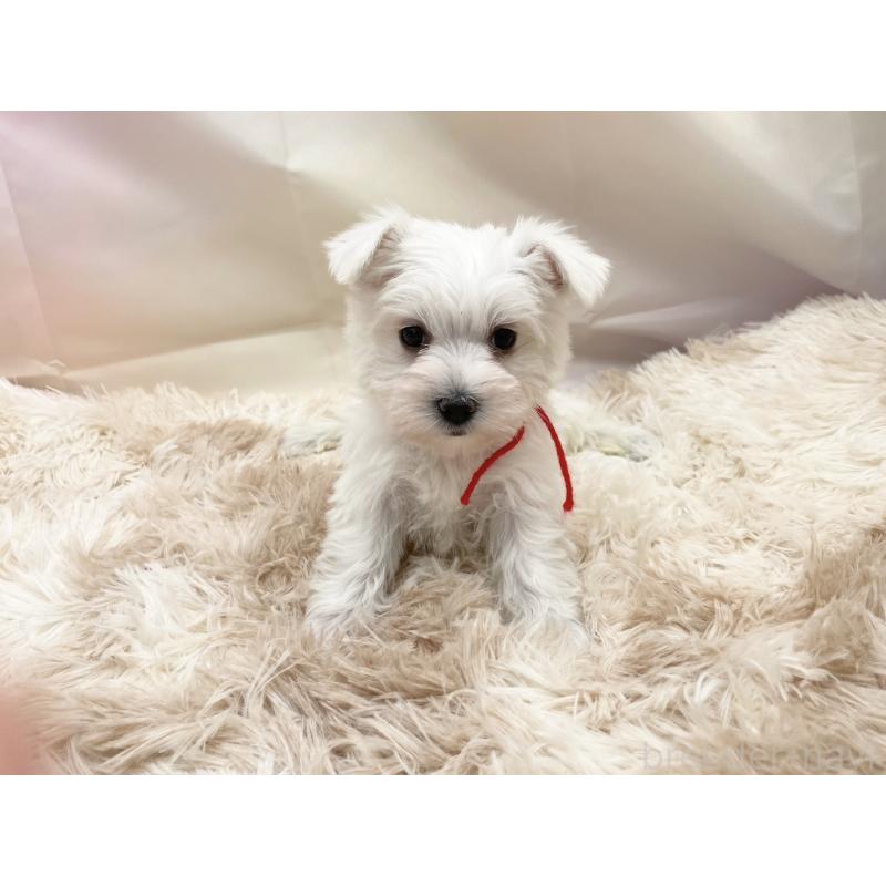 販売中の愛知県のマルシュナ:マルチーズ×ミニチュアシュナウザー-451258の9枚目