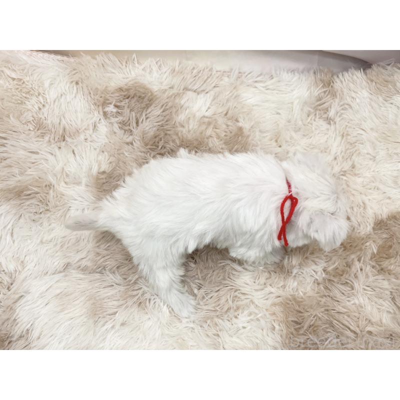 販売中の愛知県のマルシュナ:マルチーズ×ミニチュアシュナウザー-451258の7枚目