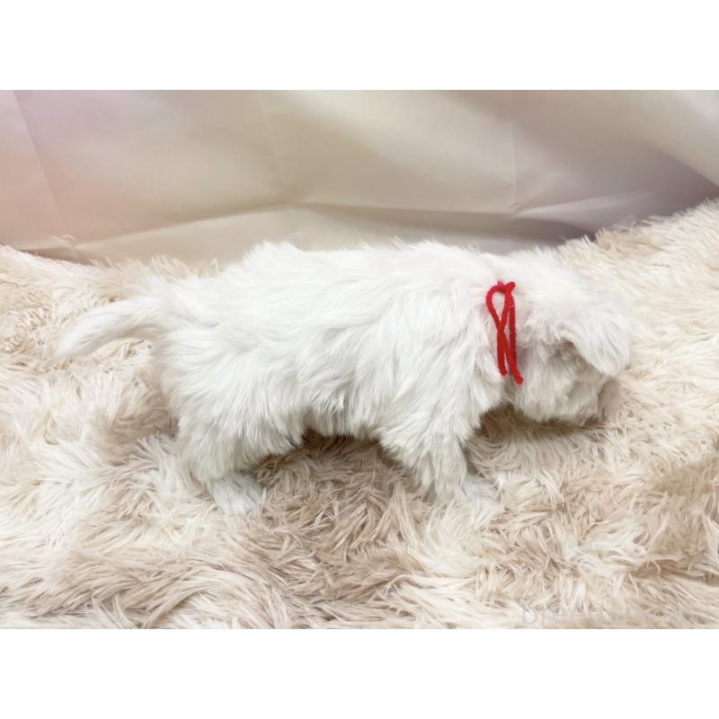 販売中の愛知県のマルシュナ:マルチーズ×ミニチュアシュナウザー-451258の6枚目