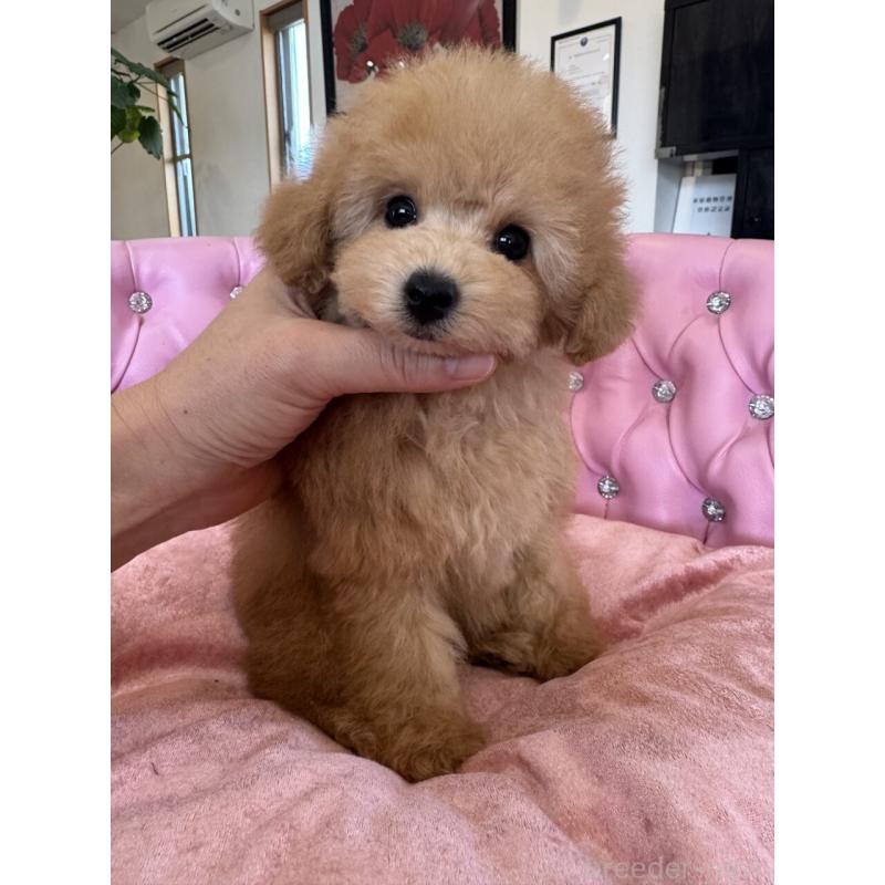 販売中の茨城県のタイニープードル-451257の3枚目