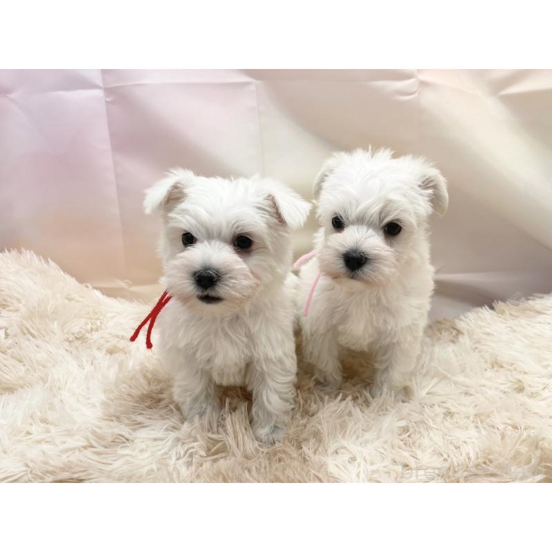 販売中の愛知県のマルシュナ:マルチーズ×ミニチュアシュナウザー-451258の4枚目