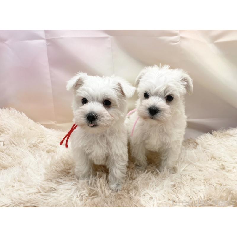 販売中の愛知県のマルシュナ:マルチーズ×ミニチュアシュナウザー-451258の3枚目