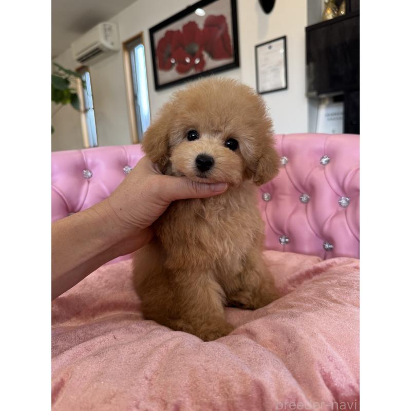 販売中の茨城県のタイニープードル-451257