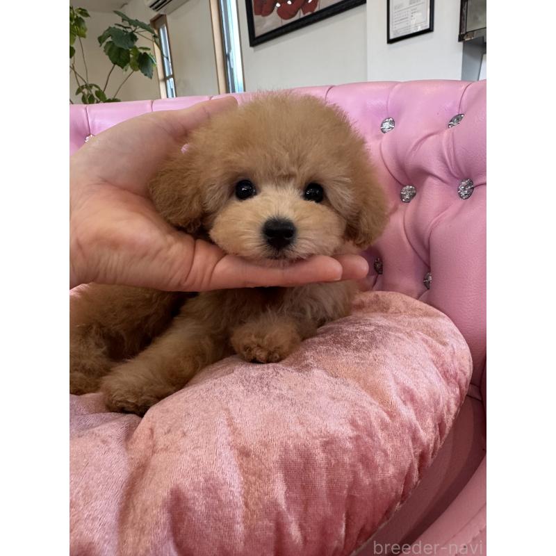 販売中の茨城県のタイニープードル-451257の2枚目