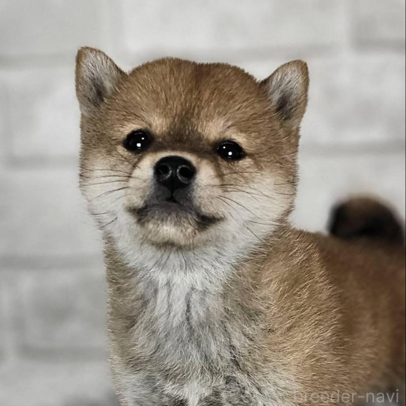 販売中の和歌山県の豆柴-451261の5枚目