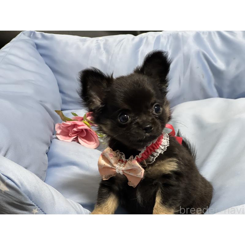 販売中の栃木県のチワワ(ロングコート)-448765