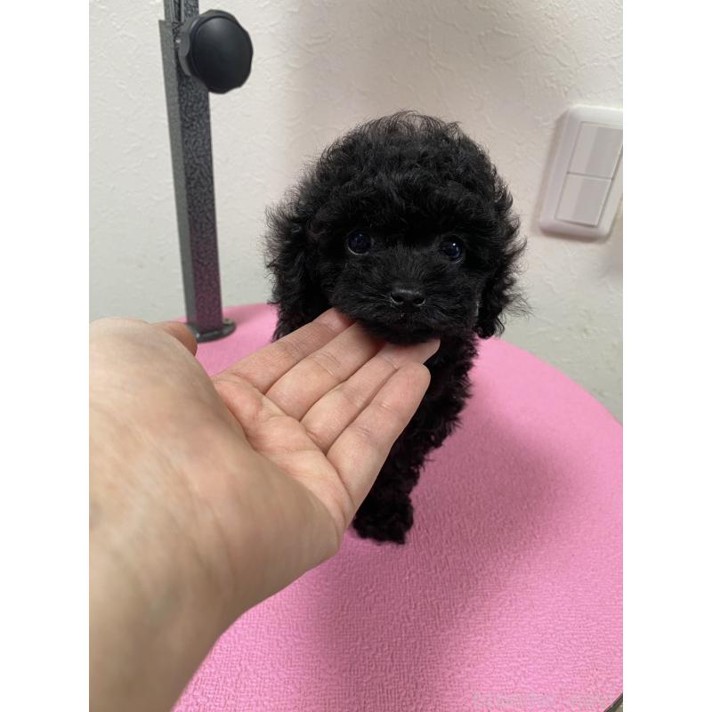 販売中の北海道のタイニープードル-451280の5枚目