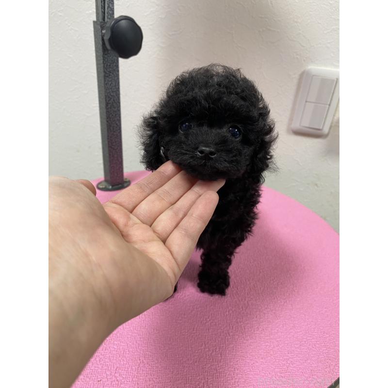 販売中の北海道のタイニープードル-451280の4枚目