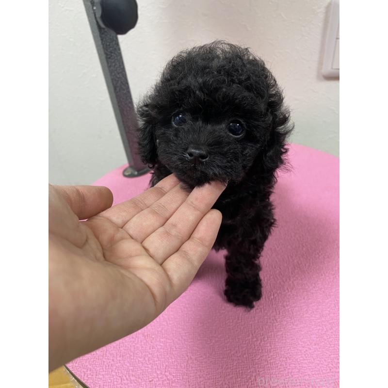 販売中の北海道のタイニープードル-451280の3枚目