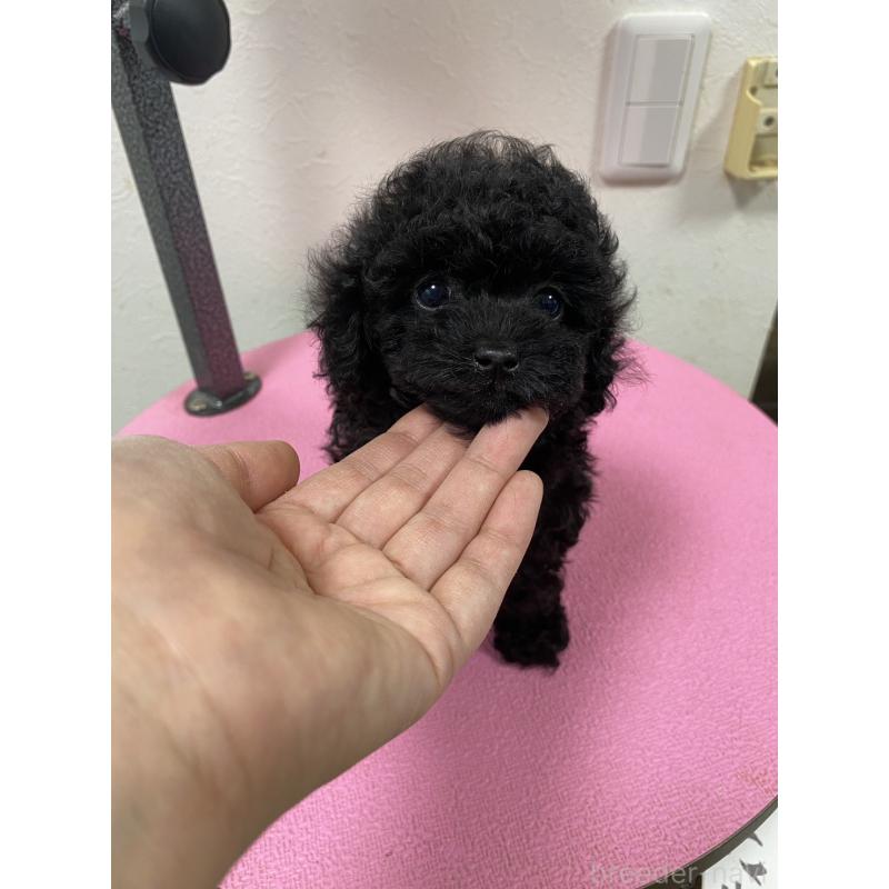 販売中の北海道のタイニープードル-451280の2枚目