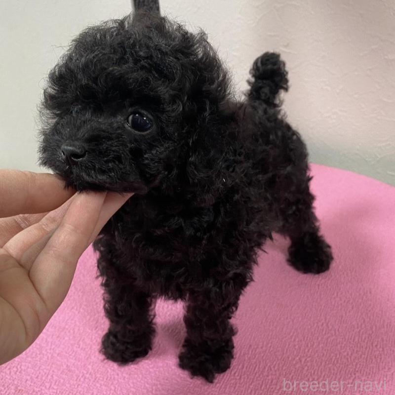 販売中の北海道のタイニープードル-451280の1枚目