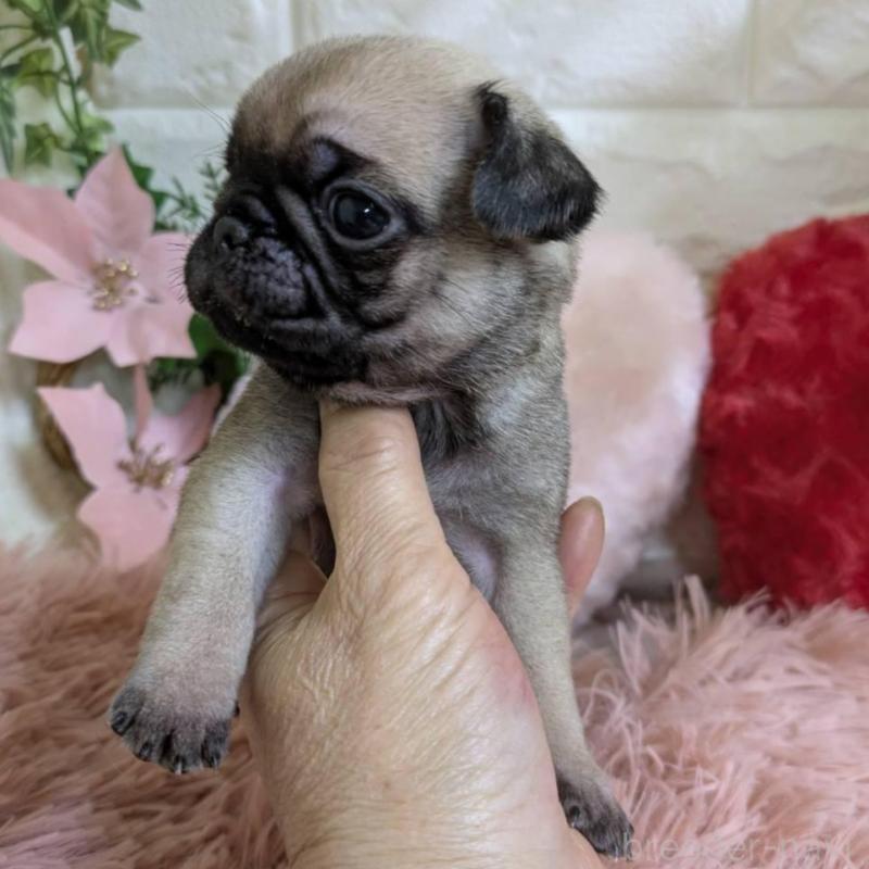 販売中の青森県のパグ-451287の5枚目