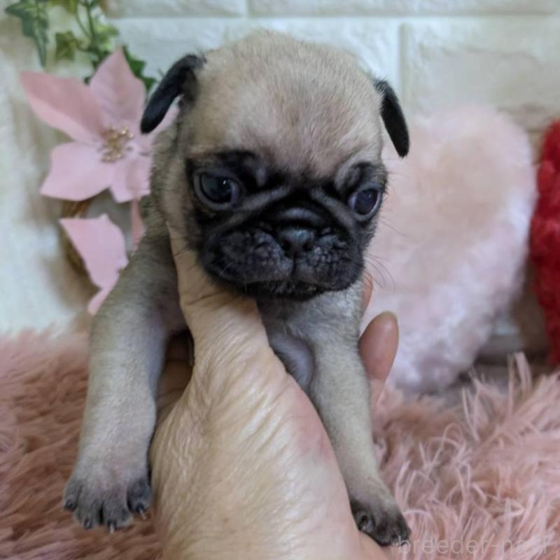 販売中の青森県のパグ-451287の4枚目