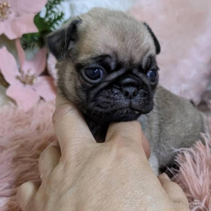 販売中の青森県のパグ-451287の3枚目