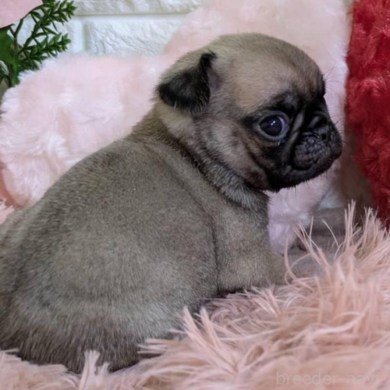 販売中の青森県のパグ-451287の2枚目