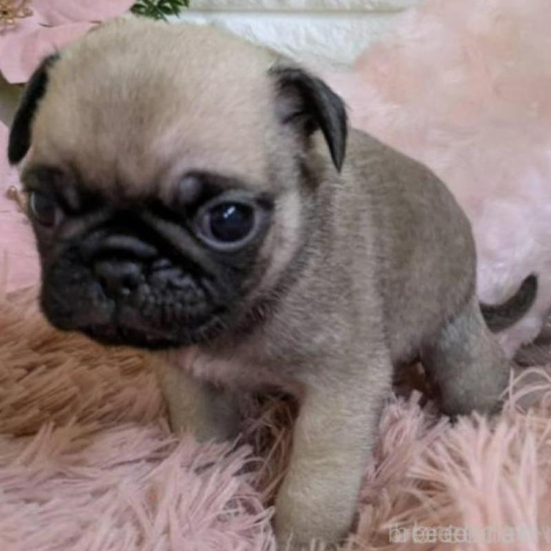 販売中の青森県のパグ-451287