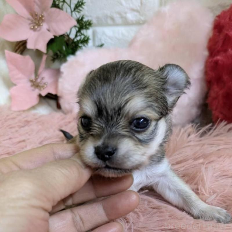 販売中の青森県のチワワ(ロングコート)-451289の5枚目