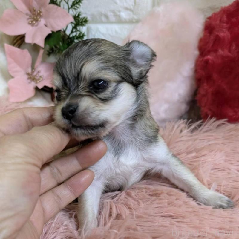 販売中の青森県のチワワ(ロングコート)-451289の4枚目