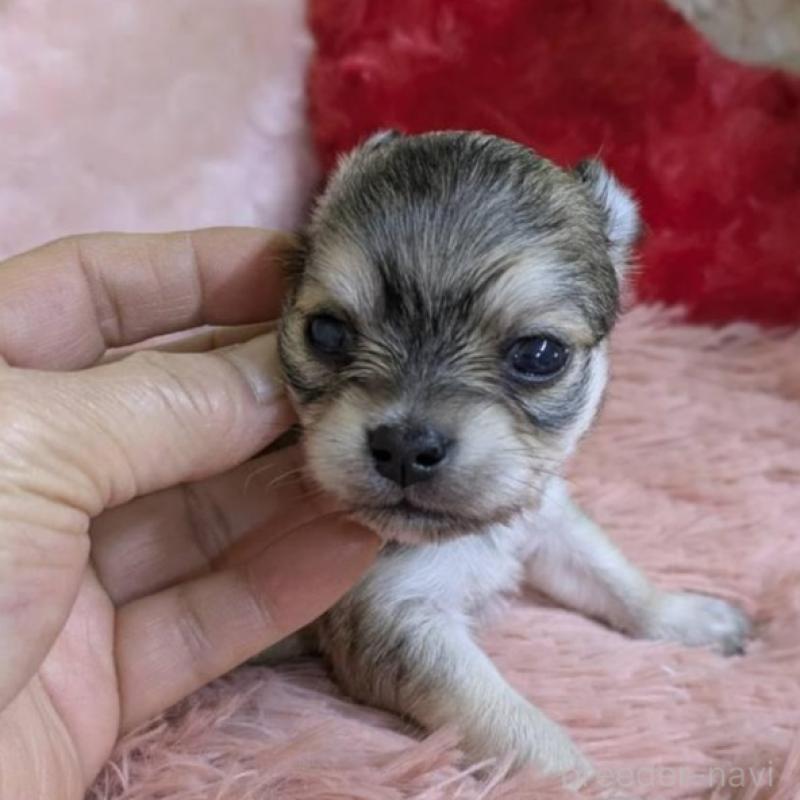 販売中の青森県のチワワ(ロングコート)-451289の3枚目