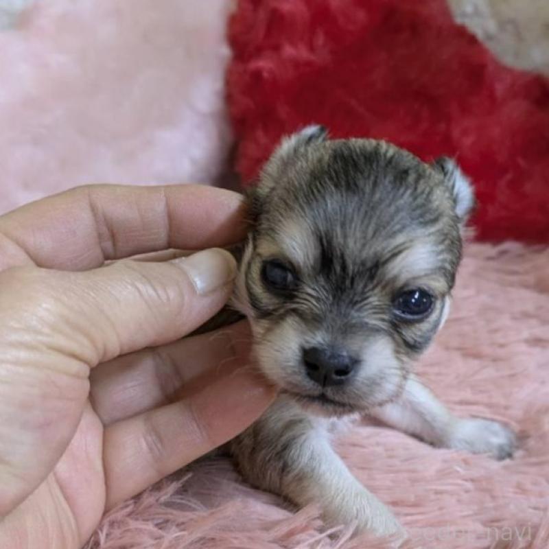 販売中の青森県のチワワ(ロングコート)-451289の2枚目