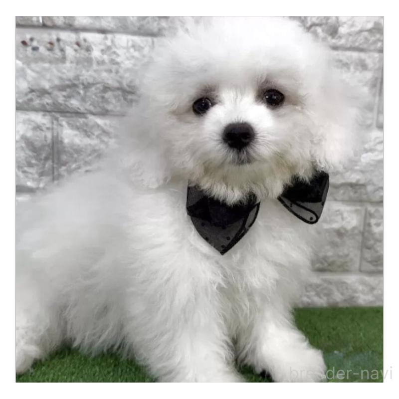 販売中の埼玉県のビションフリーゼ-451290の1枚目