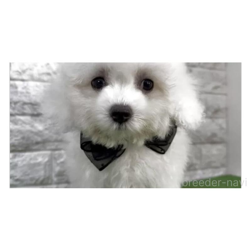 販売中の埼玉県のビションフリーゼ-451290の3枚目