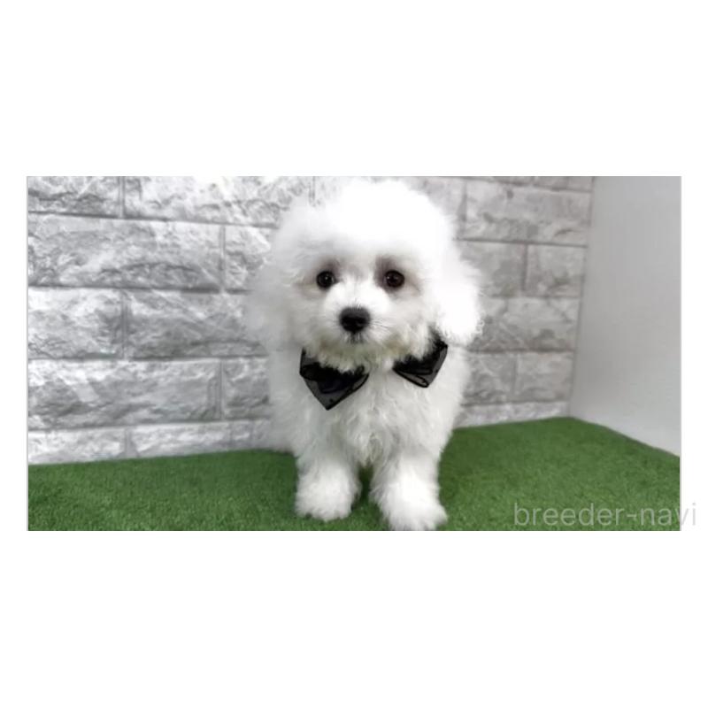 販売中の埼玉県のビションフリーゼ-451290の2枚目