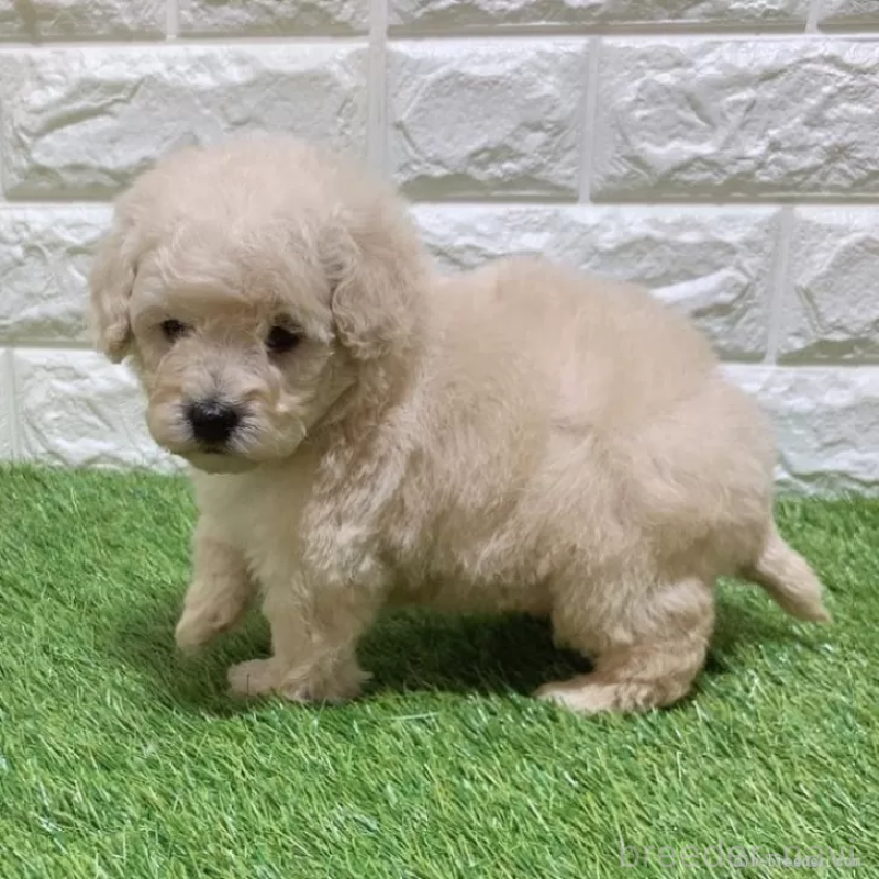 販売中の愛知県のトイプードル-451294