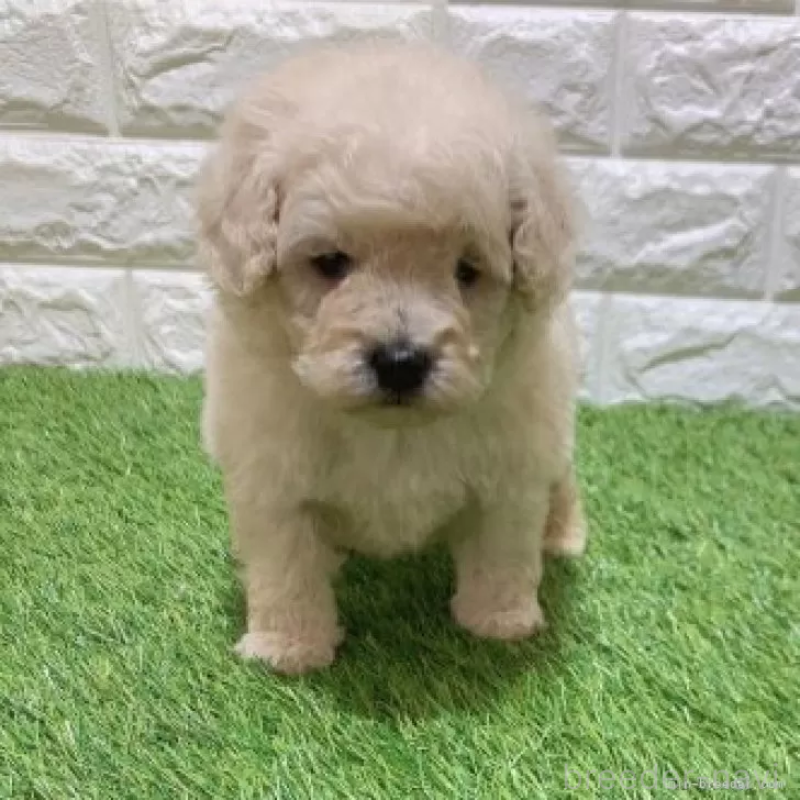 販売中の愛知県のトイプードル-451294の5枚目