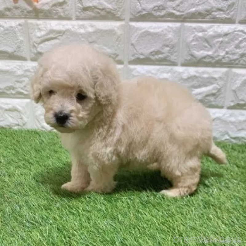 販売中の愛知県のトイプードル-451294の4枚目