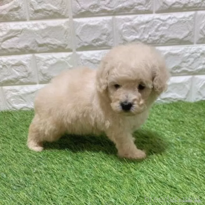 販売中の愛知県のトイプードル-451294の3枚目