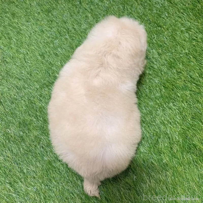 販売中の愛知県のトイプードル-451294の2枚目