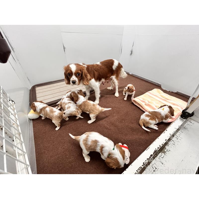 販売中の群馬県のキャバリアキングチャールズスパニエル-451296の2枚目