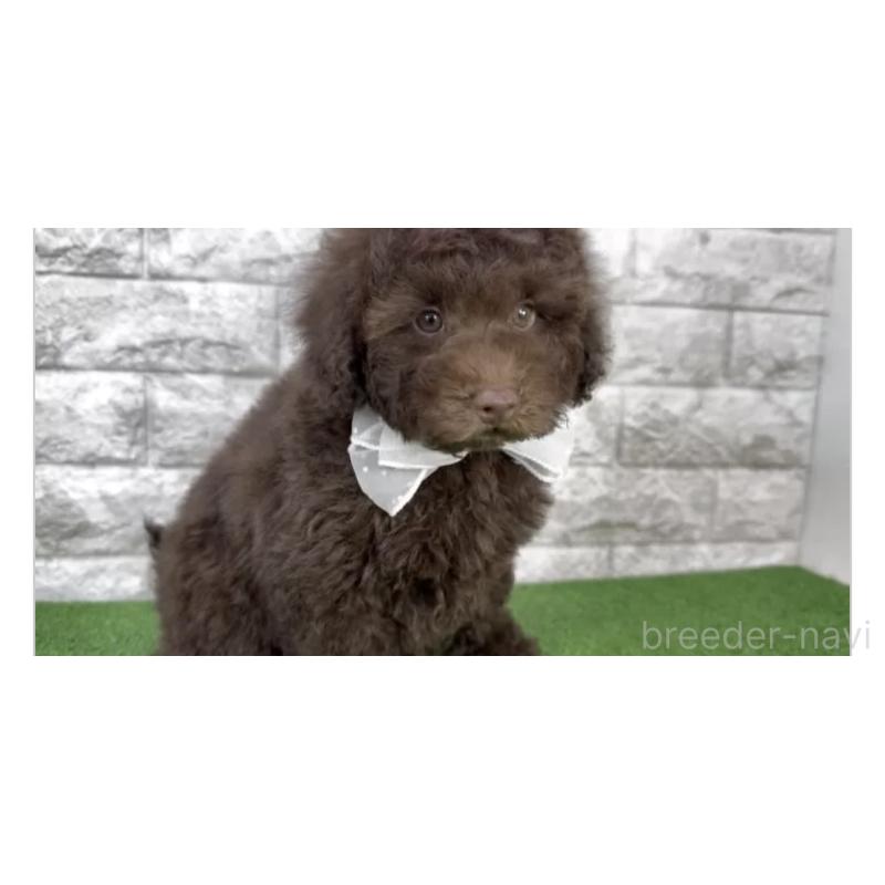 販売中の埼玉県のタイニープードル-451297の3枚目