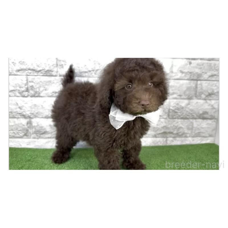 販売中の埼玉県のタイニープードル-451297の2枚目