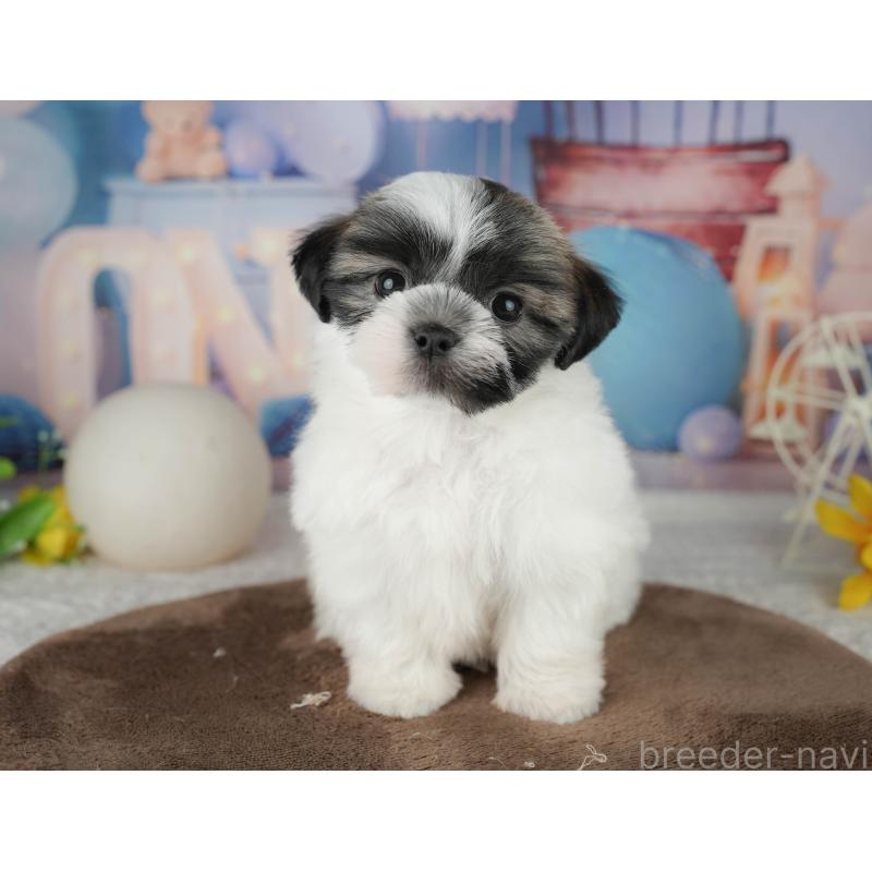 販売中の千葉県のマルシーズー:マルチーズ×シーズー-451298の10枚目
