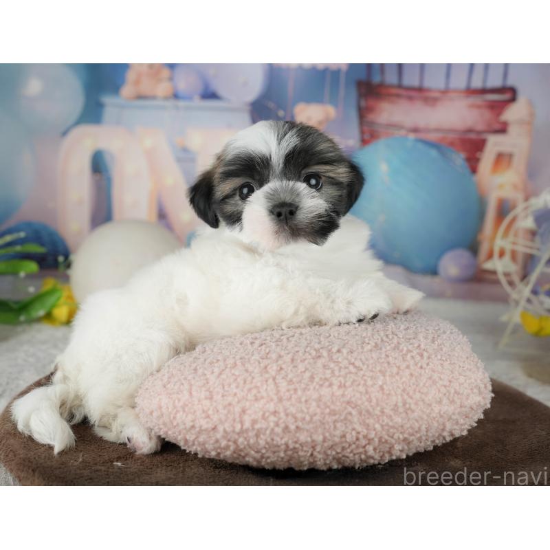 販売中の千葉県のマルシーズー:マルチーズ×シーズー-451298の6枚目