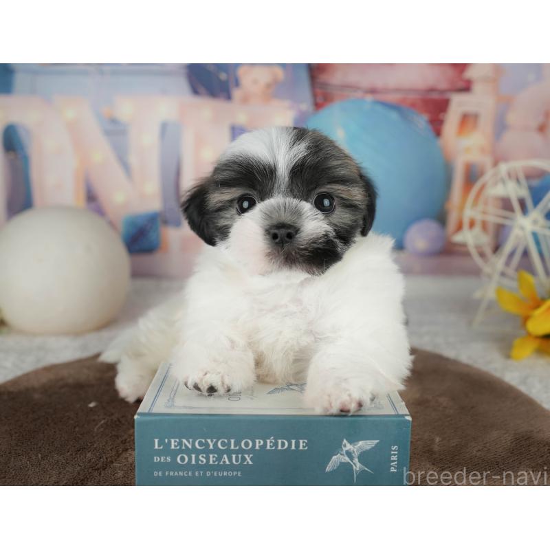 販売中の千葉県のマルシーズー:マルチーズ×シーズー-451298の3枚目