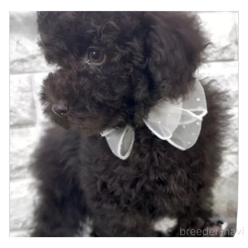 販売中の埼玉県のタイニープードル-451299