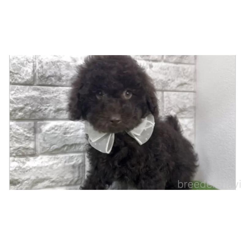 販売中の埼玉県のタイニープードル-451299の3枚目